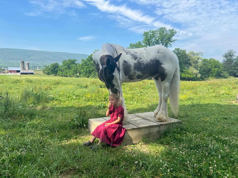 Gypsy Horse Gelding 5 years 14,2 hh Pinto in Allenwood, PA