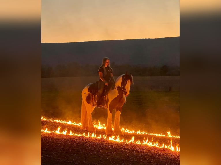 Gypsy Horse Gelding 5 years 14,2 hh Pinto in Allenwood, PA