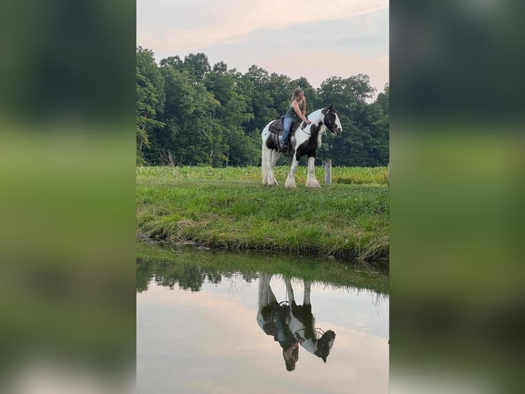 Gypsy Horse Gelding 5 years 14,2 hh Pinto in Allenwood, PA