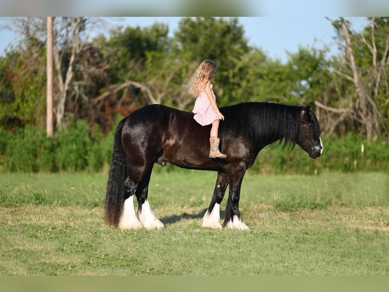 Gypsy Horse Gelding 5 years 14,3 hh Black in Canyon, TX