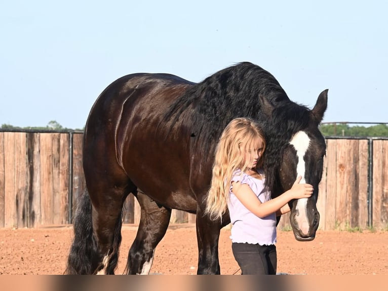 Gypsy Horse Gelding 5 years 14,3 hh Black in Canyon, TX