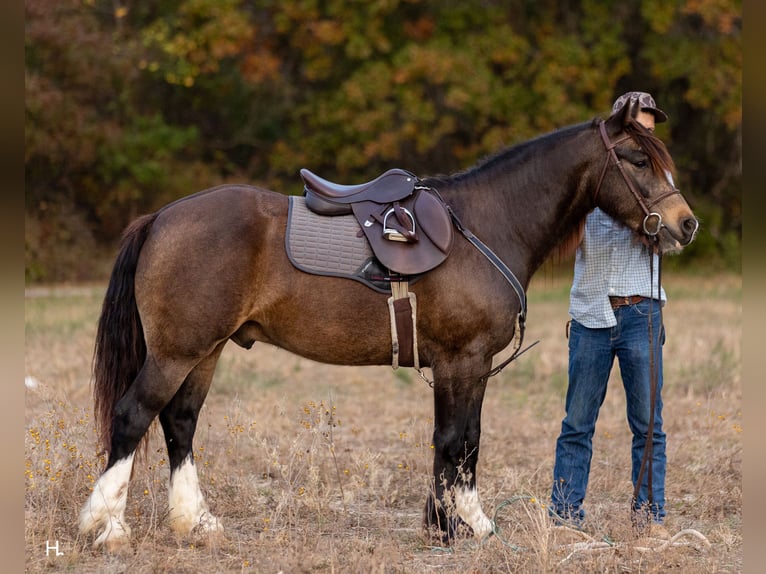 Gypsy Horse Mix Gelding 5 years 14,3 hh Buckskin in Weatherford