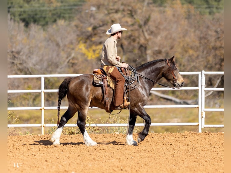 Gypsy Horse Mix Gelding 5 years 14,3 hh Buckskin in Weatherford