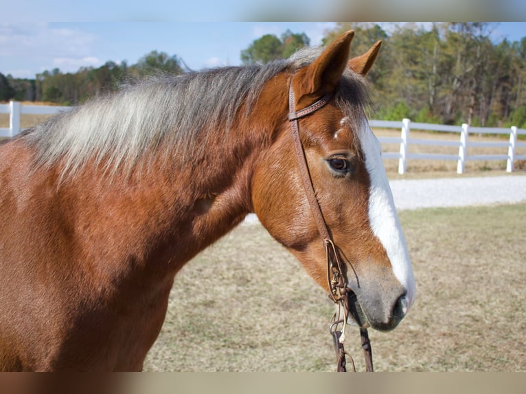 Gypsy Horse Gelding 5 years 14,3 hh Chestnut in Amory, MS