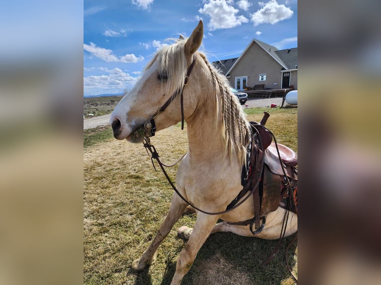 Gypsy Horse Mix Gelding 5 years 14,3 hh Palomino in Blackfoot, ID