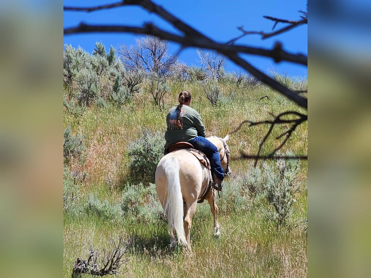 Gypsy Horse Mix Gelding 5 years 14,3 hh Palomino in Blackfoot, ID