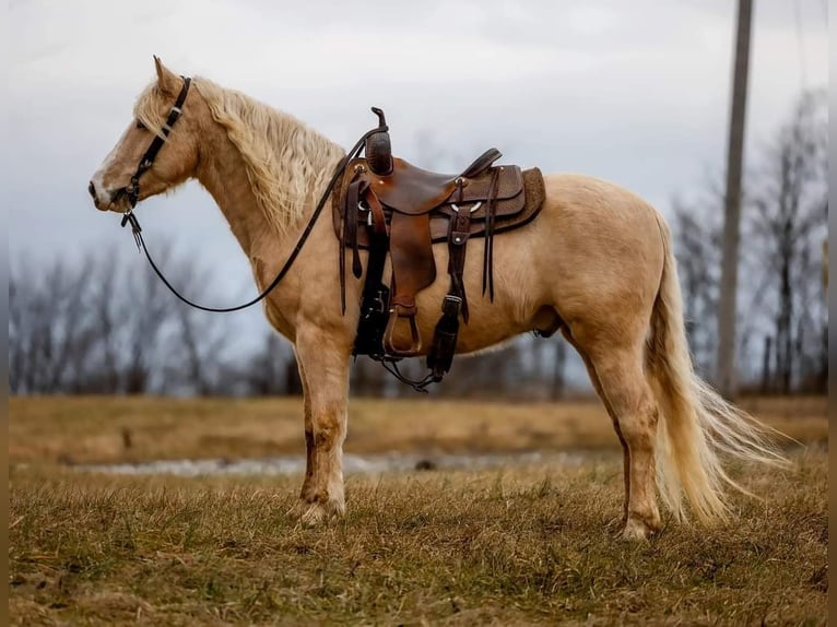 Gypsy Horse Mix Gelding 5 years 14,3 hh Palomino in Blackfoot, ID