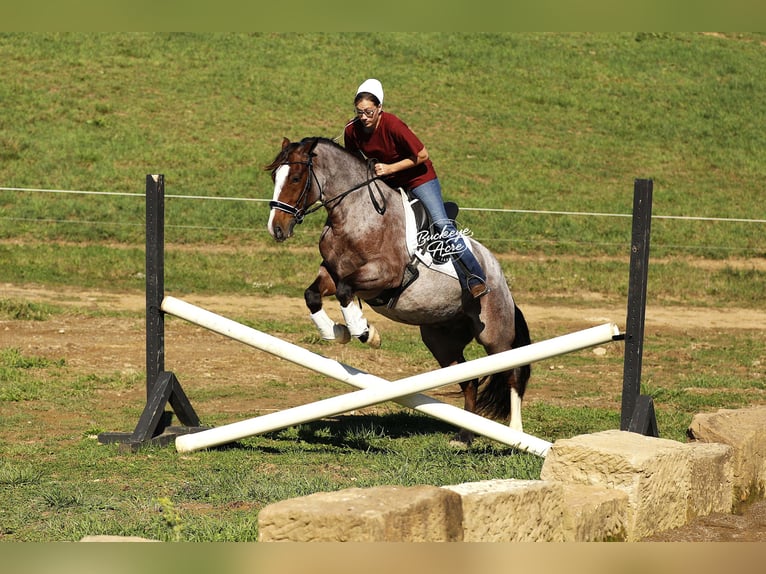 Gypsy Horse Mix Gelding 5 years 14,3 hh Roan-Bay in Millersburg