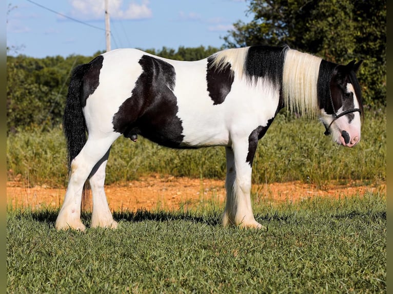 Gypsy Horse Gelding 5 years 14,3 hh Tobiano-all-colors in Santa Fe, TN