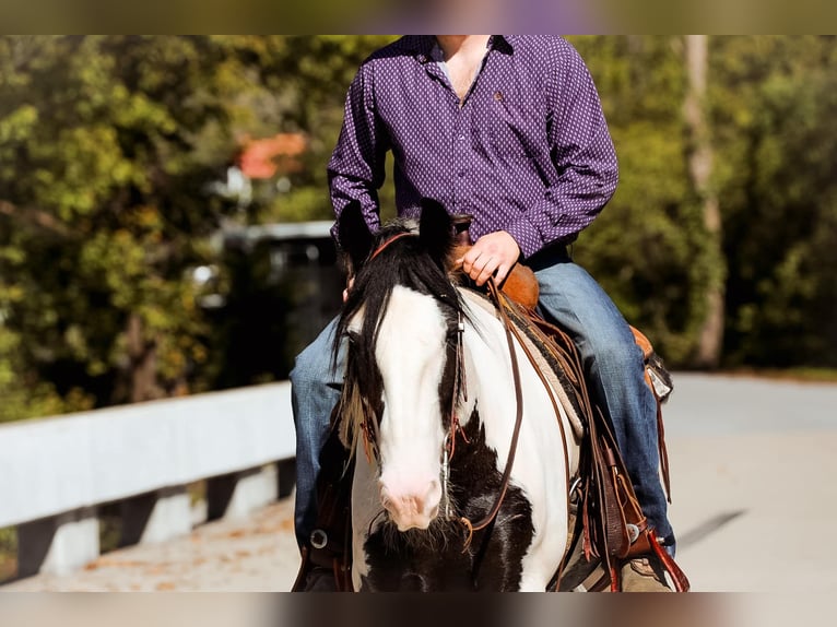 Gypsy Horse Gelding 5 years 14,3 hh Tobiano-all-colors in Santa Fe, TN