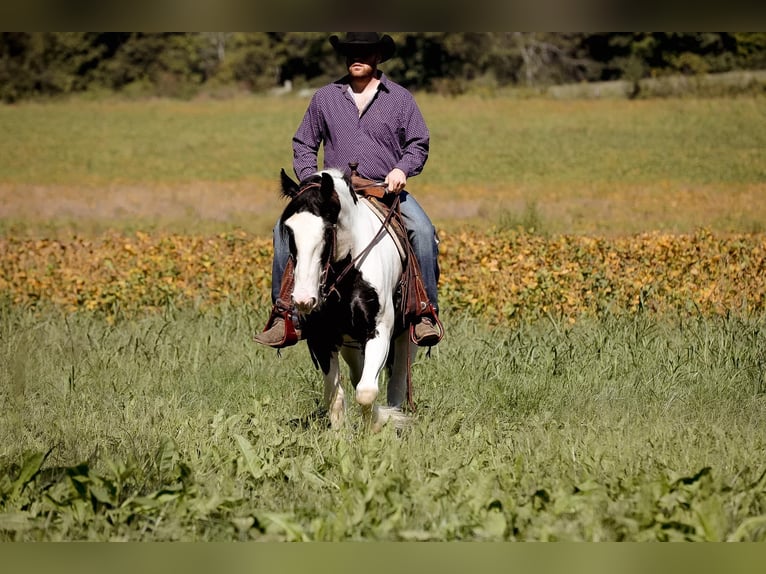 Gypsy Horse Gelding 5 years 14,3 hh Tobiano-all-colors in Santa Fe, TN