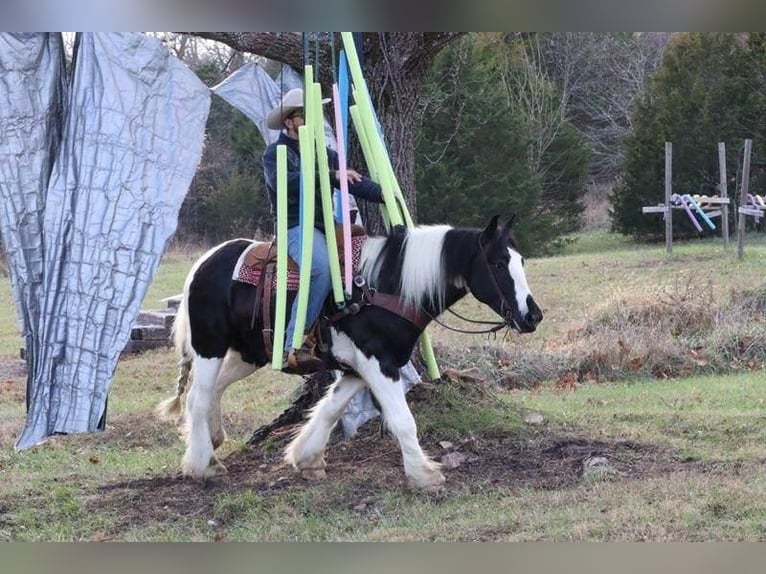 Gypsy Horse Gelding 5 years 14,3 hh in Purdy, MO
