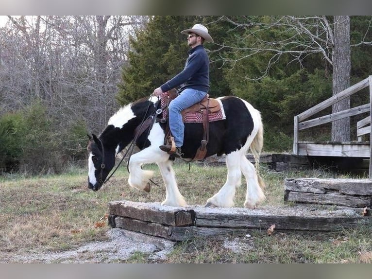 Gypsy Horse Gelding 5 years 14,3 hh in Purdy, MO