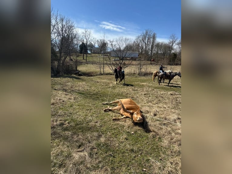 Gypsy Horse Gelding 5 years 14 hh Black in Mount Vernon, Ky