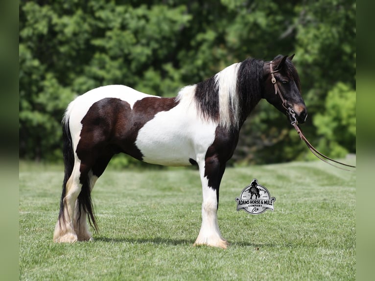 Gypsy Horse Gelding 5 years 14 hh Black in Mount Vernon, Ky