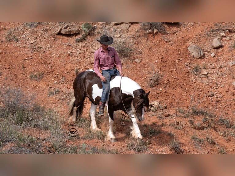 Gypsy Horse Gelding 5 years 14 hh Black in Canyon