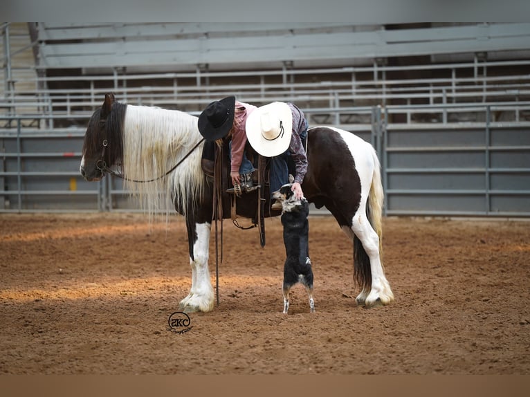Gypsy Horse Gelding 5 years 14 hh Black in Canyon
