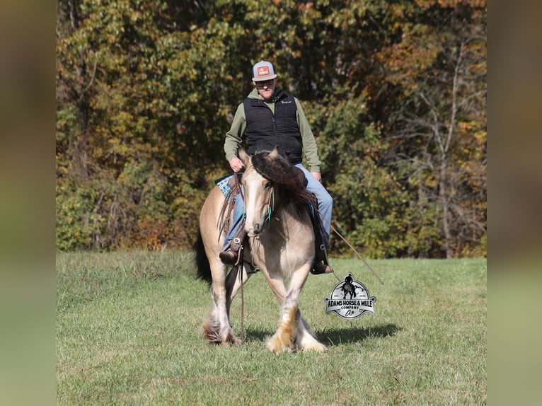 Gypsy Horse Gelding 5 years 14 hh Buckskin in Mount Vernon
