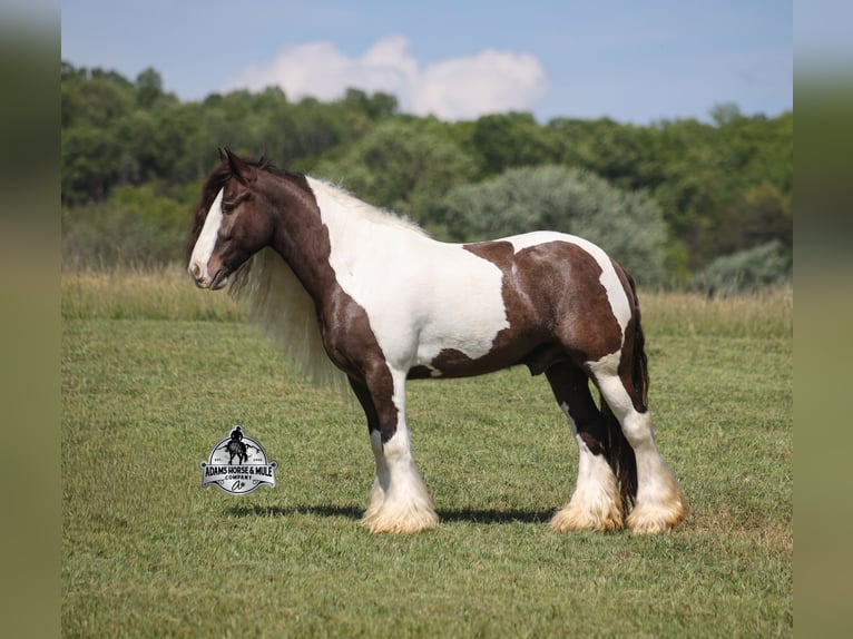 Gypsy Horse Gelding 5 years 14 hh Champagne in Mount Vernon