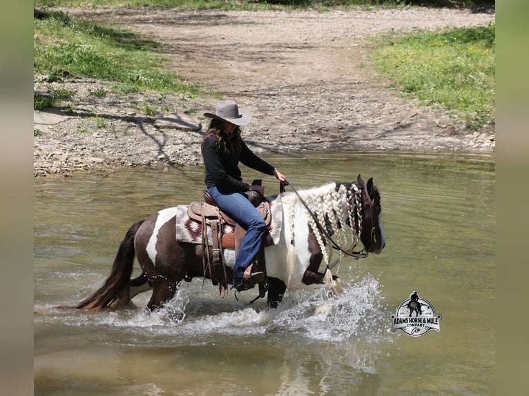 Gypsy Horse Gelding 5 years 14 hh Champagne in Mount Vernon