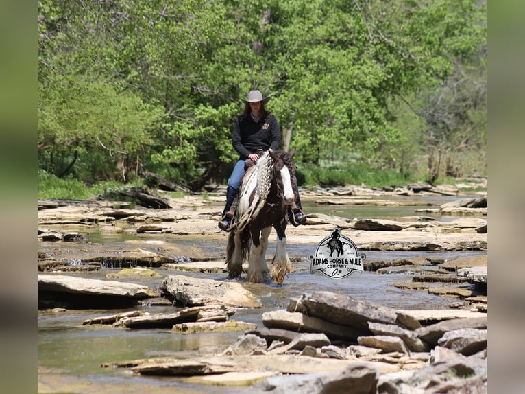 Gypsy Horse Gelding 5 years 14 hh Champagne in Mount Vernon
