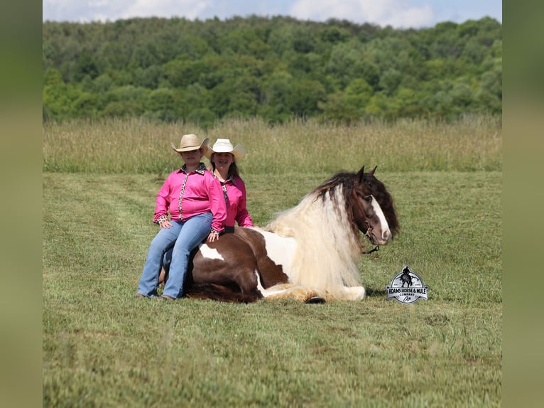 Gypsy Horse Gelding 5 years 14 hh Champagne in Mount Vernon