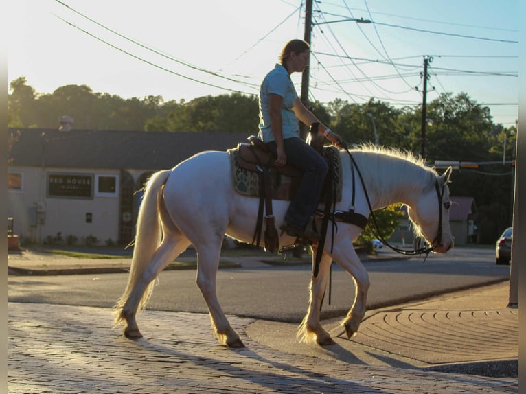 Gypsy Horse Gelding 5 years 14 hh Grey-Fleabitten in Rusk, TX