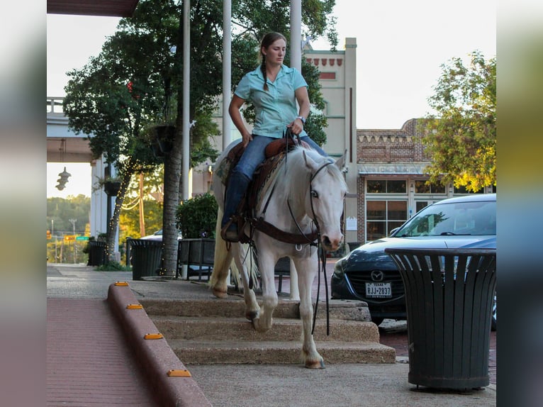 Gypsy Horse Gelding 5 years 14 hh Grey-Fleabitten in Rusk, TX