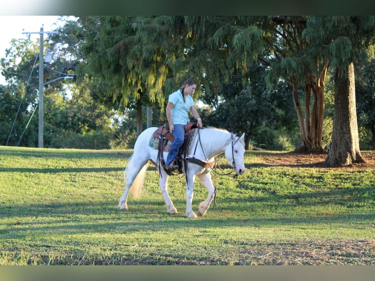 Gypsy Horse Gelding 5 years 14 hh Grey-Fleabitten in Rusk, TX