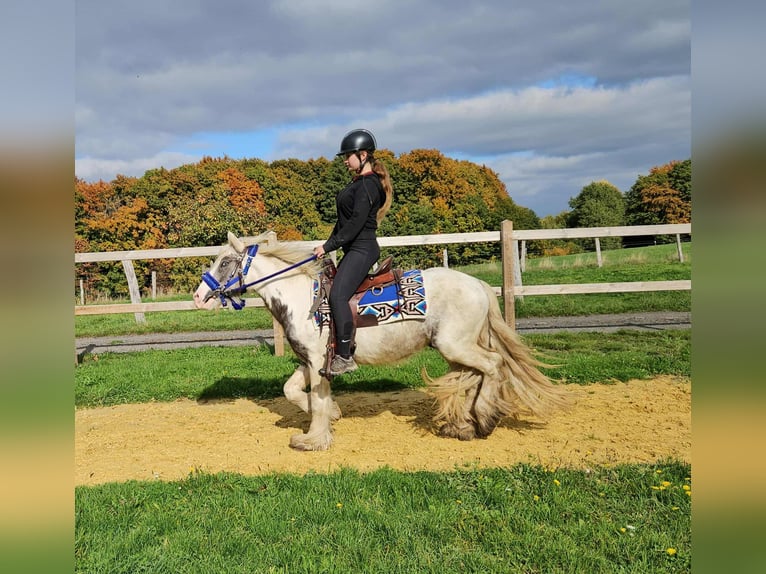 Gypsy Horse Gelding 5 years 14 hh Pinto in Linkenbach