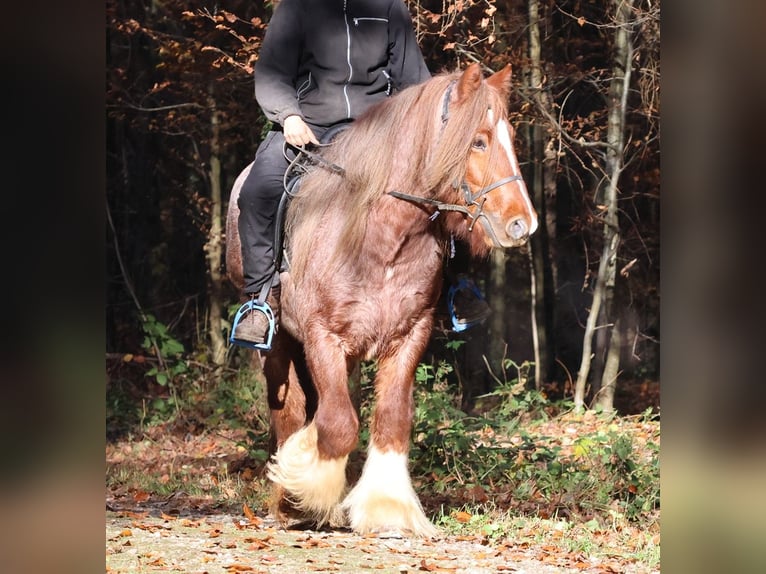 Gypsy Horse Gelding 5 years 14 hh Roan-Red in Besenbüren