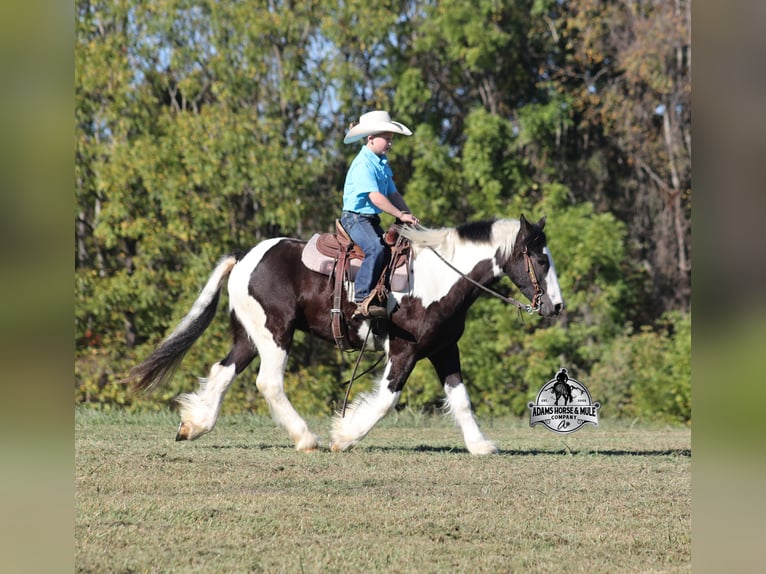 Gypsy Horse Gelding 5 years 14 hh Tobiano-all-colors in Mount Vernon, KY