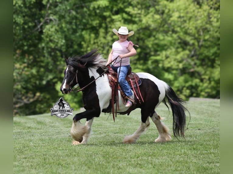 Gypsy Horse Gelding 5 years 14 hh Tobiano-all-colors in Mount Vernon, KY