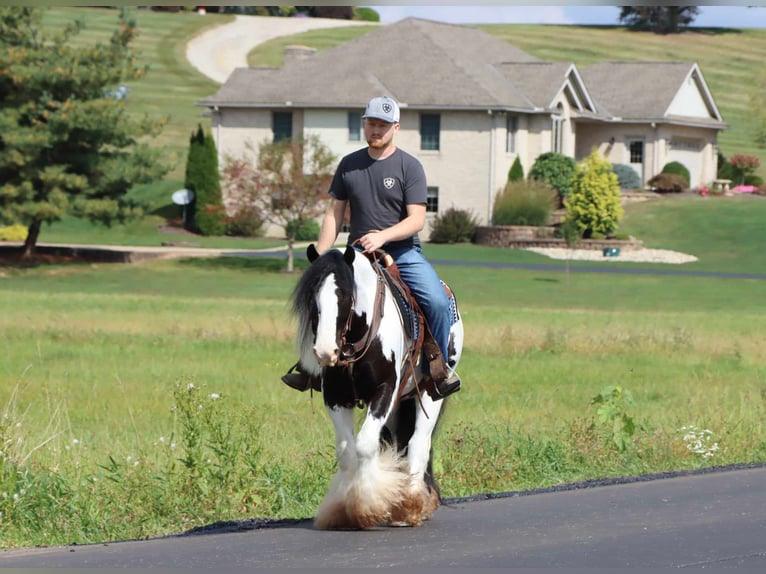 Gypsy Horse Gelding 5 years 14 hh Tobiano-all-colors in Dundee OH
