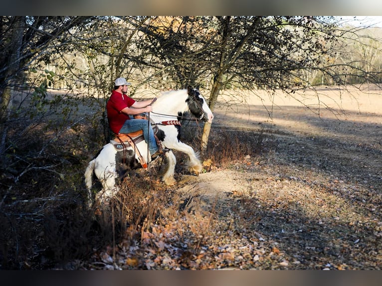 Gypsy Horse Gelding 5 years 14 hh Tobiano-all-colors in Santa Fe TN