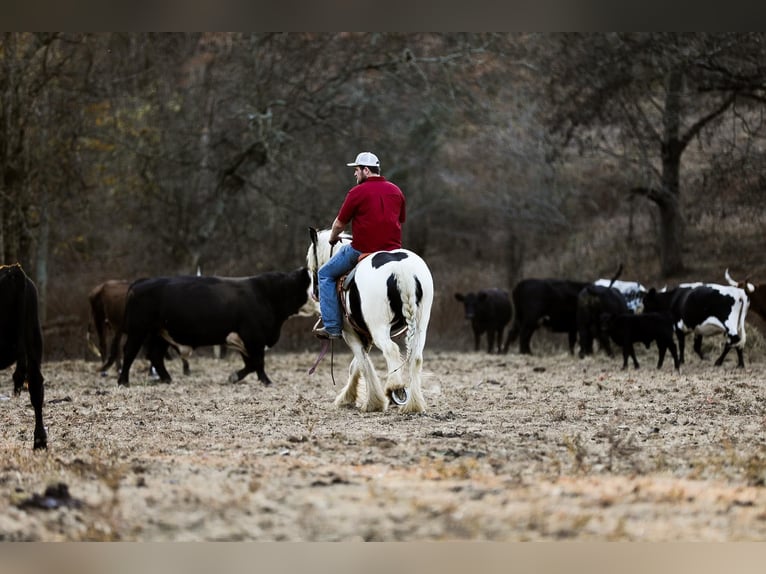 Gypsy Horse Gelding 5 years 14 hh Tobiano-all-colors in Santa Fe TN