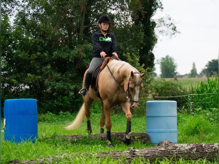 Gypsy Horse Gelding 5 years 14 hh in Ocala