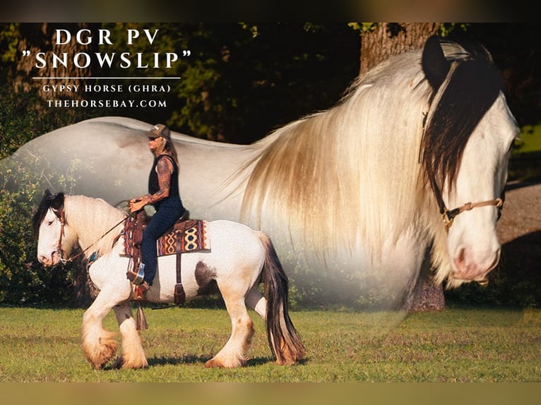 Gypsy Horse Gelding 5 years 14 hh White in Jacksboro, TX