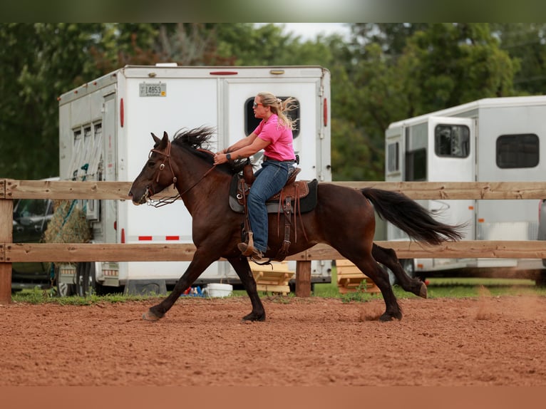 Gypsy Horse Mix Gelding 5 years 14,1 hh Bay in Pickett
