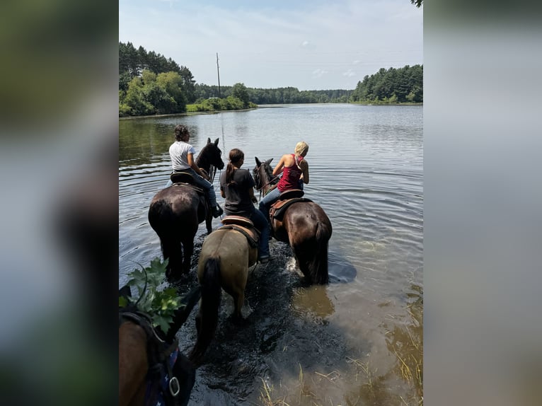 Gypsy Horse Mix Gelding 5 years 14,1 hh Bay in Pickett