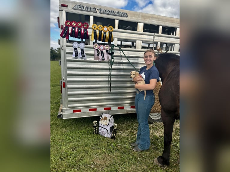 Gypsy Horse Mix Gelding 5 years 14,1 hh Bay in Pickett