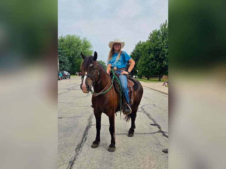 Gypsy Horse Mix Gelding 5 years 14,1 hh Bay in Pickett