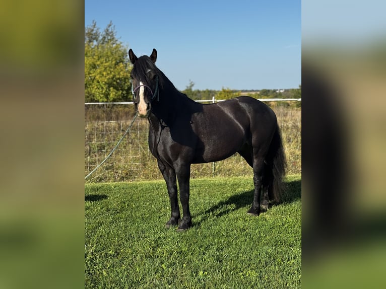 Gypsy Horse Mix Gelding 5 years 14,1 hh Bay in Pickett