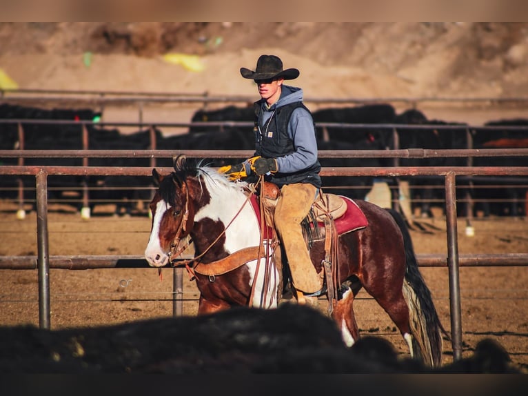 Gypsy Horse Mix Gelding 5 years 14,1 hh Pinto in Amarillo
