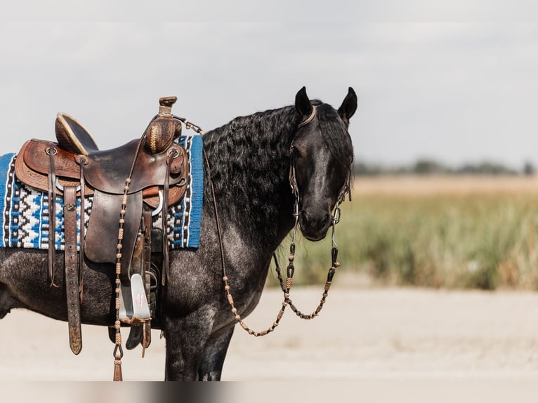 Gypsy Horse Mix Gelding 5 years 14,1 hh Roan-Blue in Ames, IA