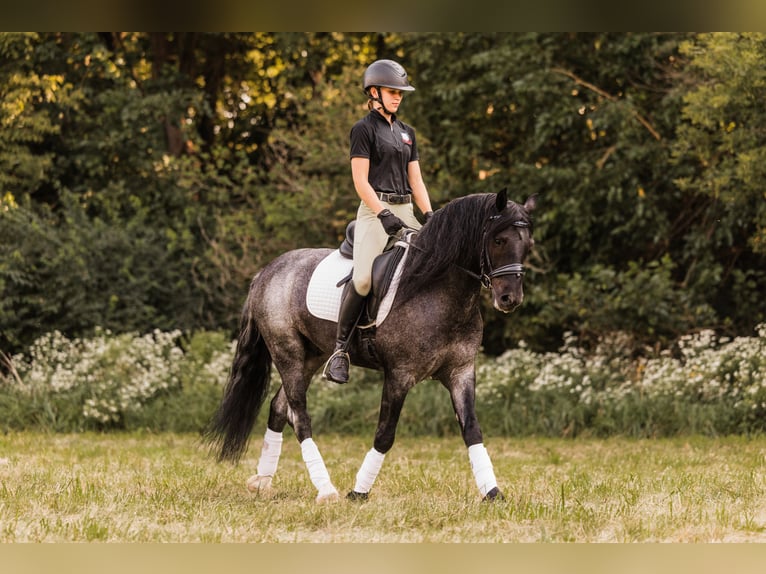 Gypsy Horse Mix Gelding 5 years 14,1 hh Roan-Blue in Ames, IA