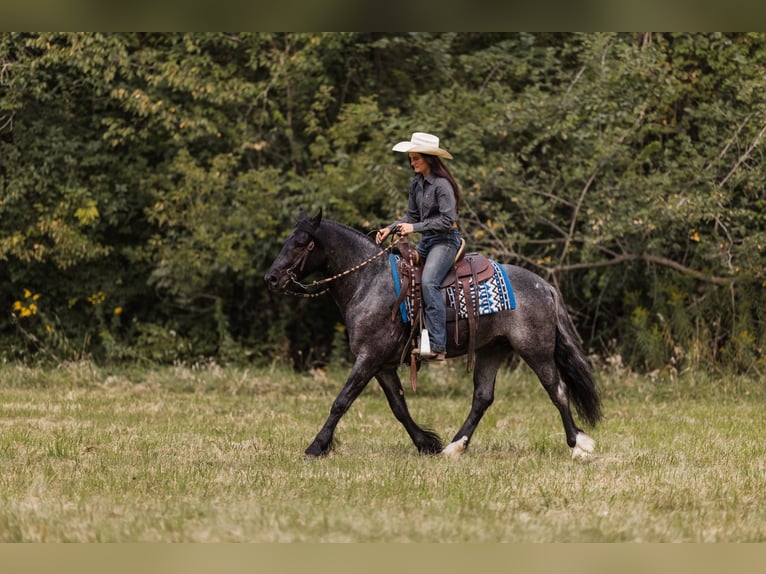 Gypsy Horse Mix Gelding 5 years 14,1 hh Roan-Blue in Ames, IA
