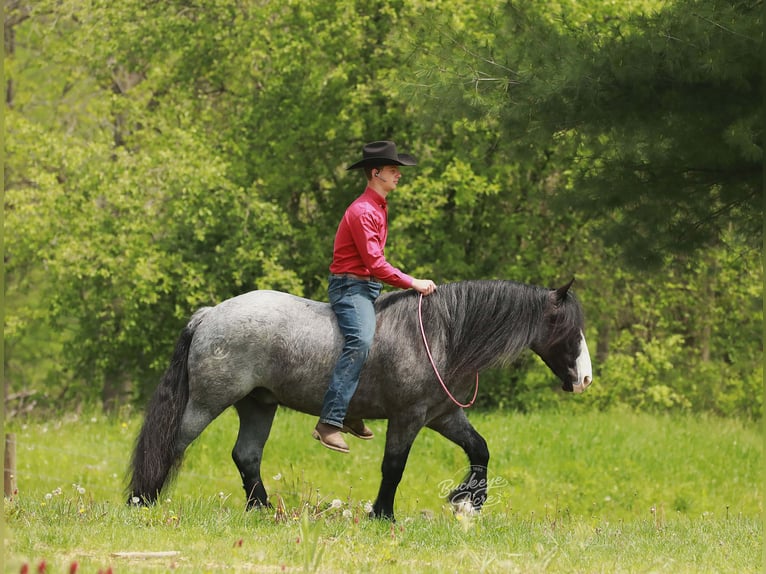 Gypsy Horse Mix Gelding 5 years 14,1 hh Roan-Blue in Millersburg
