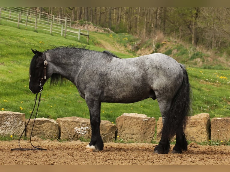 Gypsy Horse Mix Gelding 5 years 14,1 hh Roan-Blue in Millersburg