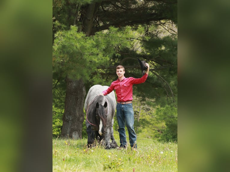 Gypsy Horse Mix Gelding 5 years 14,1 hh Roan-Blue in Millersburg
